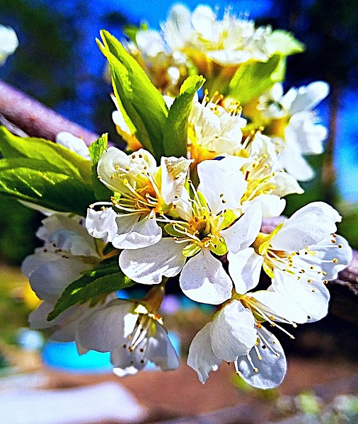 white cherry blossom bloom in the sunlight